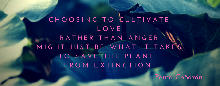 pema chodron quote